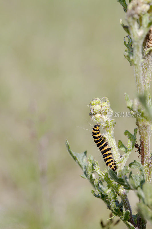 朱砂蛾(Tyria jacobaea)毛虫